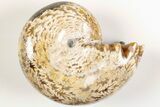 2.8" Polished Agatized Ammonite (Phylloceras?) Fossil - Madagascar - #200497-1